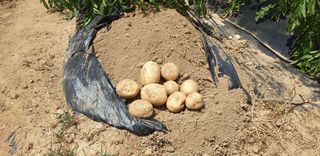 텃밭농부님의 감자 · 영농일지 작성글 사진