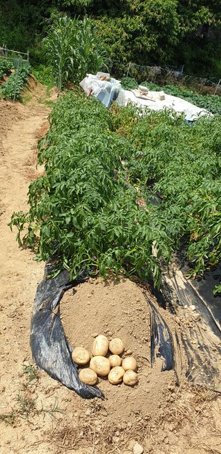 텃밭농부님의 감자 · 영농일지 작성글 사진