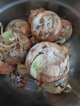 팜모닝 양파·영농일지 게시글 이미지