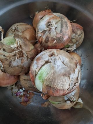 배선갑님의 양파 · 영농일지 작성글 사진