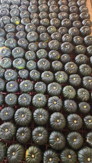 제주부자팜님의 자유주제 · 자유게시판 작성글 사진