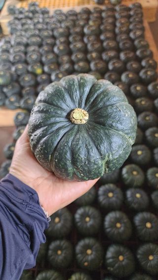 제주부자팜님의 자유주제 · 자유게시판 작성글 사진