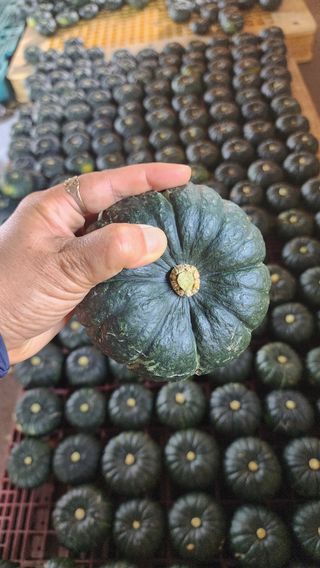 제주부자팜님의 자유주제 · 자유게시판 작성글 사진