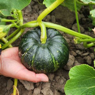 제주부자팜님의 자유주제 · 자유게시판 작성글 사진