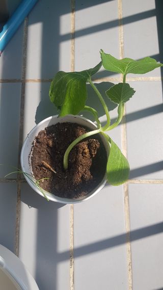 심상화님의 호박 · 영농일지 작성글 사진