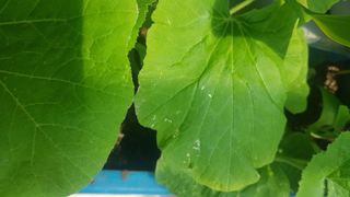 심상화님의 호박 · 영농일지 작성글 사진