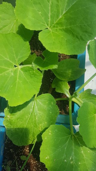 심상화님의 호박 · 영농일지 작성글 사진