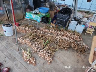 안계천님의 마늘 · 영농일지 작성글 사진