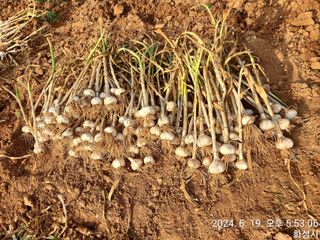 안계천님의 마늘 · 영농일지 작성글 사진