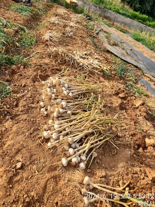 안계천님의 마늘 · 영농일지 작성글 사진
