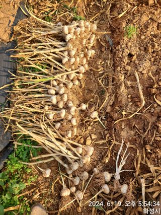 안계천님의 마늘 · 영농일지 작성글 사진