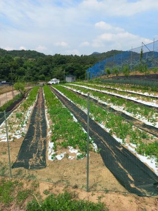 자연그대로님의 기타작물 · 영농일지 작성글 사진