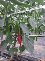 팜모닝 고추·영농일지 게시글 이미지