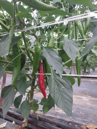 하늘샘(하경수)님의 고추 · 영농일지 작성글 사진