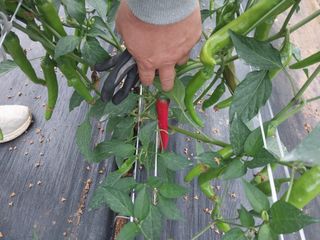 하늘샘(하경수)님의 고추 · 영농일지 작성글 사진