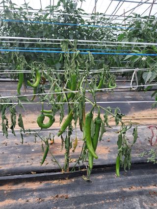 하늘샘(하경수)님의 고추 · 영농일지 작성글 사진