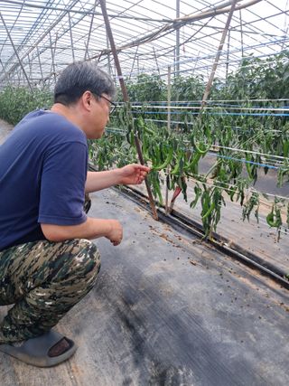 하늘샘(하경수)님의 고추 · 영농일지 작성글 사진
