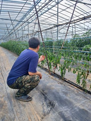 하늘샘(하경수)님의 고추 · 영농일지 작성글 사진