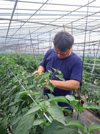 하늘샘(하경수)님의 고추 · 영농일지 작성글 사진