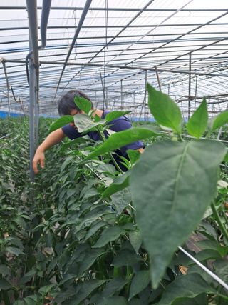 하늘샘(하경수)님의 고추 · 영농일지 작성글 사진