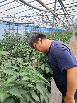 하늘샘(하경수)님의 고추 · 영농일지 작성글 사진