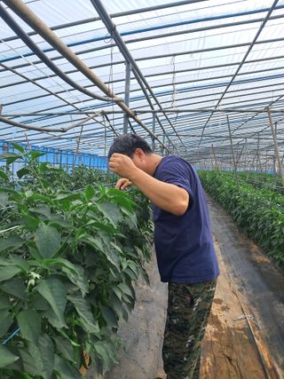 하늘샘(하경수)님의 고추 · 영농일지 작성글 사진