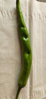 팜모닝 고추·병해충상담 게시글 이미지