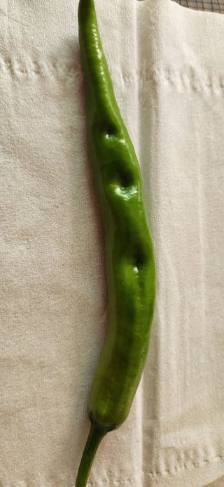 55엄세용님의 고추 · 병해충상담 작성글 사진