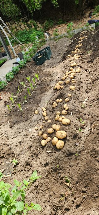 이인구님의 감자 · 영농일지 작성글 사진