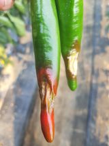 팜모닝 고추·병해충상담 게시글 이미지