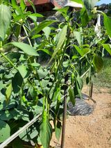 팜모닝 고추·영농일지 게시글 이미지