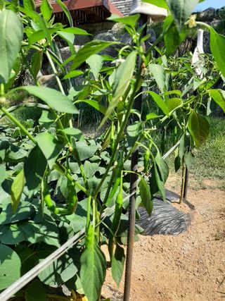 이응천님의 고추 · 영농일지 작성글 사진