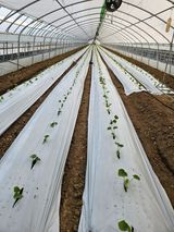 팜모닝 기타작물·영농일지 게시글 이미지