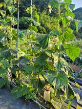 팜모닝 오이·영농일지 게시글 이미지