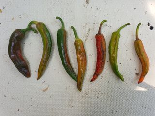 이창열님의 고추 · 병해충상담 작성글 사진