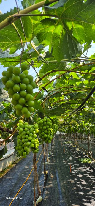 샤인 초보농부 님의 포도 · 영농일지 작성글 사진