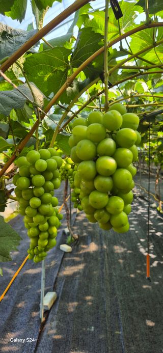 샤인 초보농부 님의 포도 · 영농일지 작성글 사진