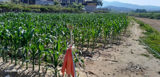 백두석님의 옥수수 · 병해충상담 작성글 사진