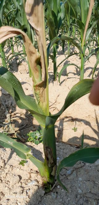 백두석님의 옥수수 · 병해충상담 작성글 사진