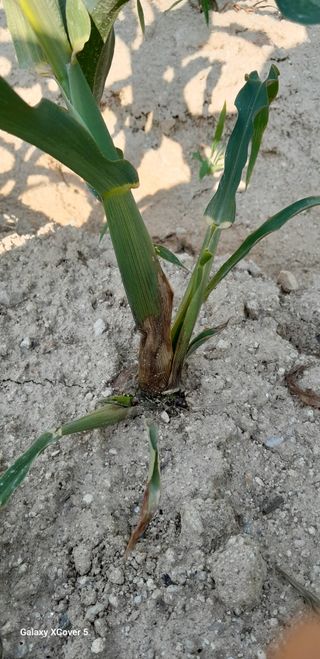 백두석님의 옥수수 · 병해충상담 작성글 사진