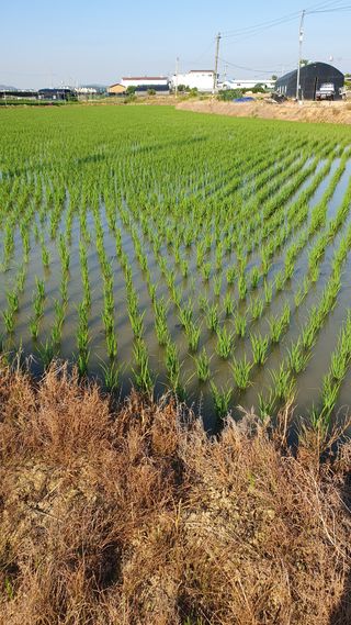 최천진님의 벼 · 영농일지 작성글 사진