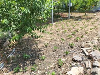 박종태 님의 콩 · 영농일지 작성글 사진