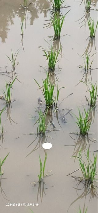 백은숙님의 벼 · 영농일지 작성글 사진