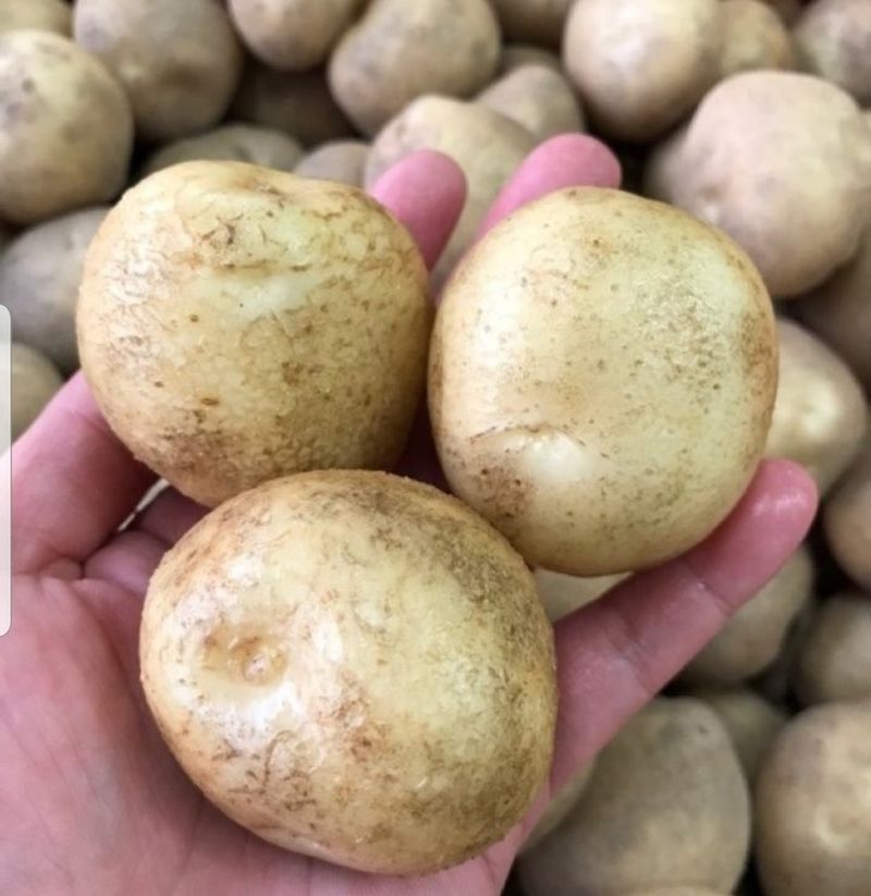 황병호님의 장터 판매 상품 [수미감자 ] 첨부 사진