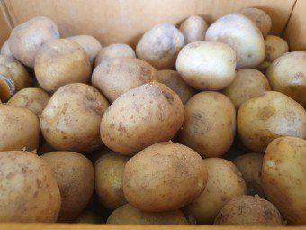 황병호님의 장터 판매 상품 [수미감자 ] 첨부 사진