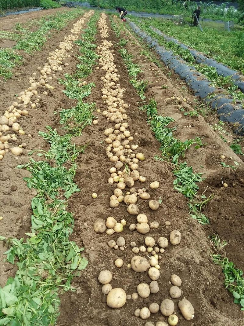 황병호님의 장터 판매 상품 [수미감자 ] 첨부 사진