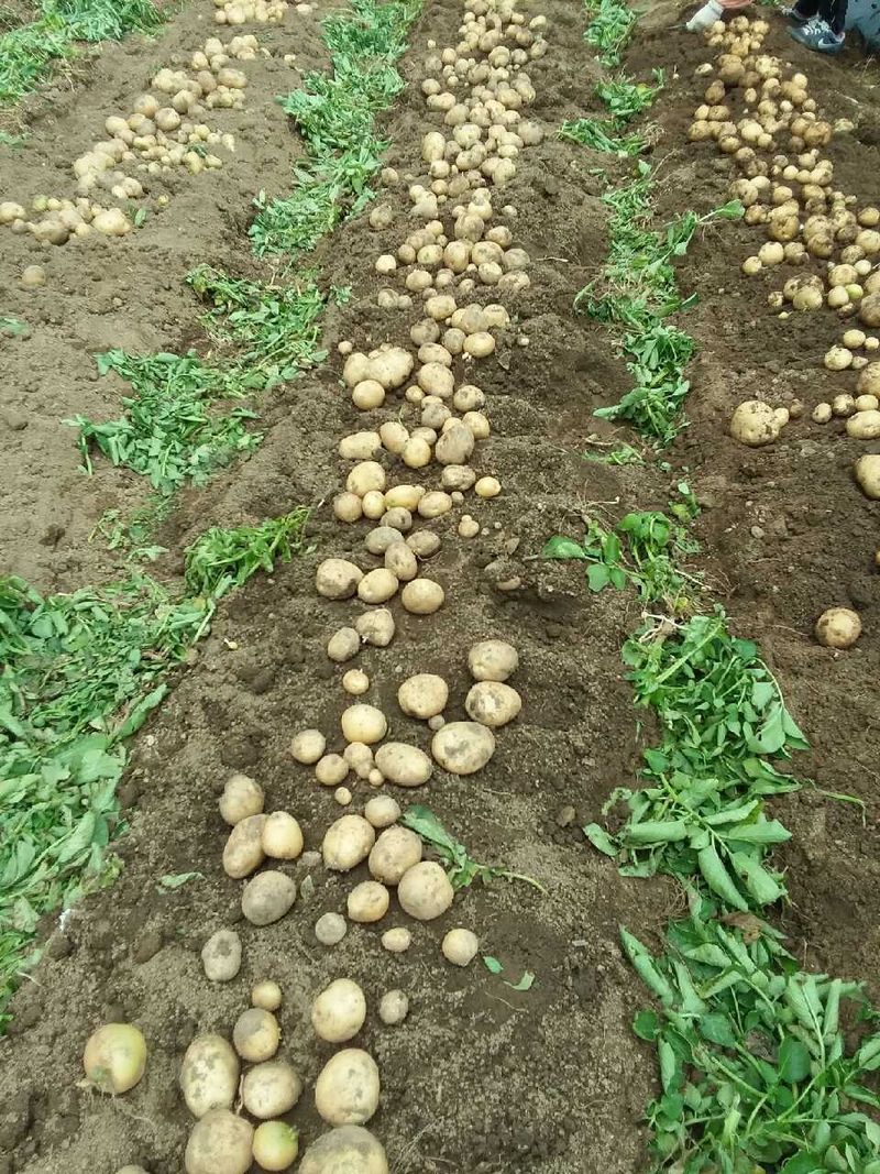 황병호님의 장터 판매 상품 [수미감자 ] 첨부 사진