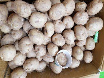 황병호님의 장터 판매 상품 [수미감자 ] 첨부 사진