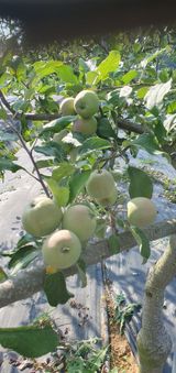 팜모닝 사과·영농일지 게시글 이미지