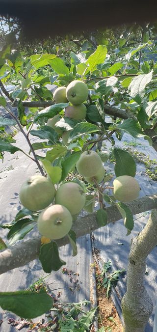 그린필드님의 사과 · 영농일지 작성글 사진